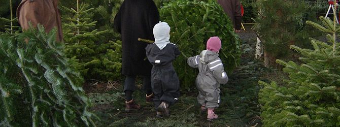 Mangler du at få styr på juletræet?